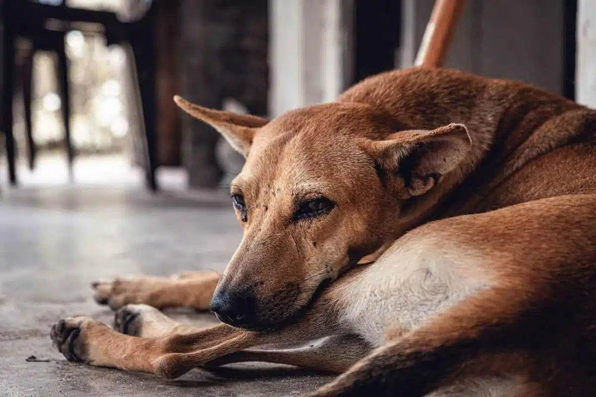 Stray dog ​​beaten to death in Telangana