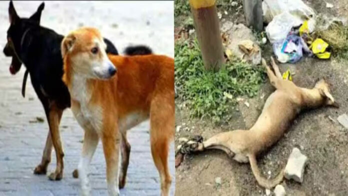 Stray dog ​​beaten to death in Telangana