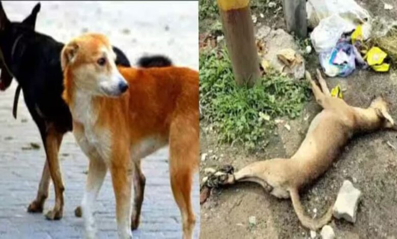 Stray dog ​​beaten to death in Telangana