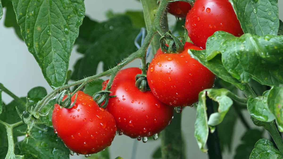 The only place in India where cashews are cheaper than tomatoes