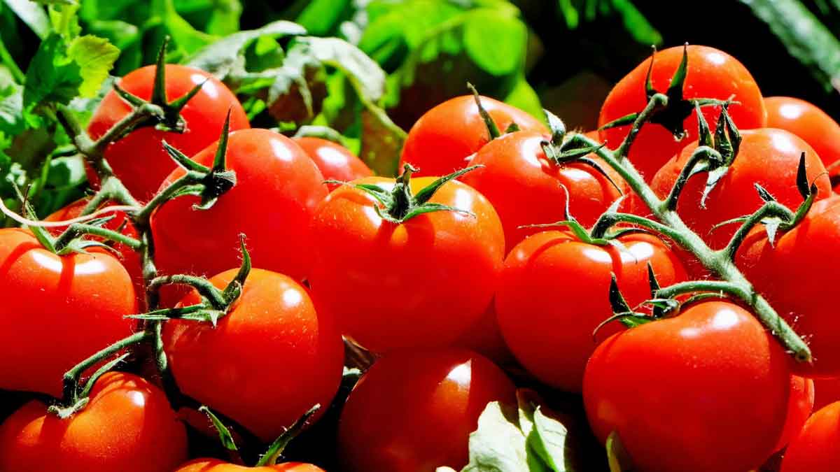 The only place in India where cashews are cheaper than tomatoes