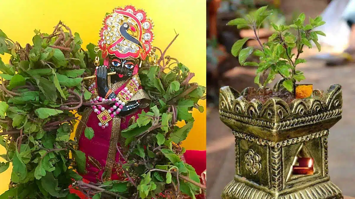 Tulsi Puja and how to take care at home