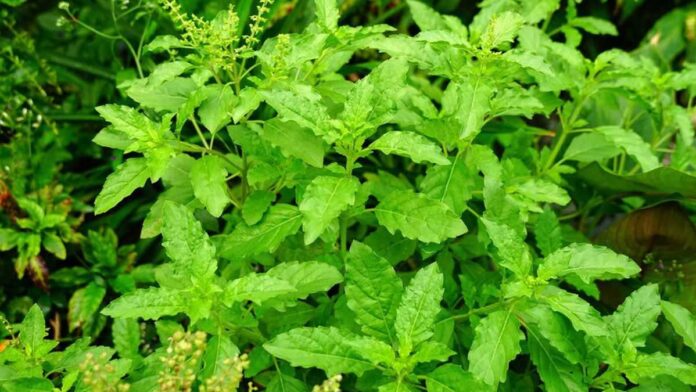 Tulsi Puja and how to take care at home