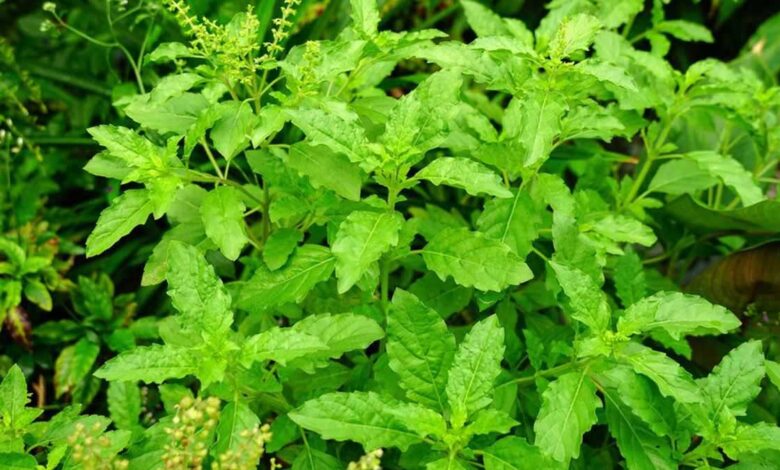 Tulsi Puja and how to take care at home