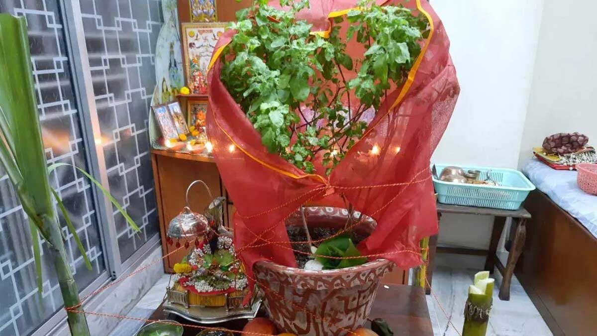 Tulsi Puja and how to take care at home