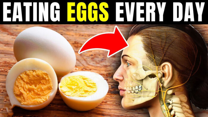 What effect does eating eggs every day have on your body