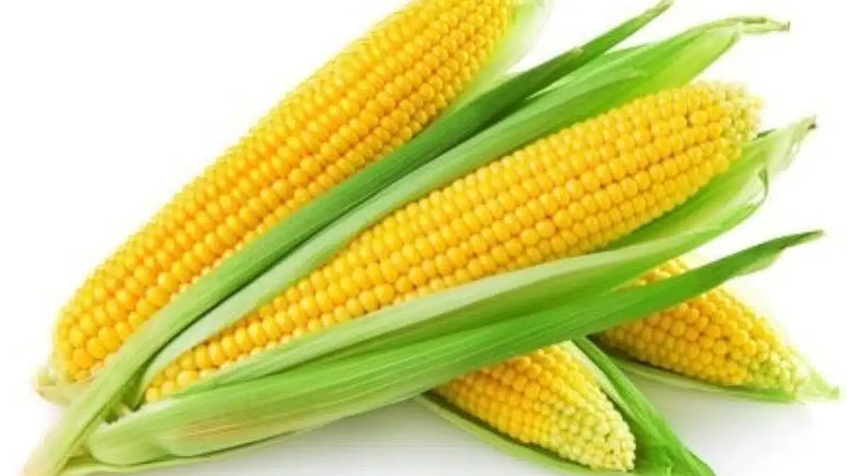 Which diseases are prevented by eating corn in the rain