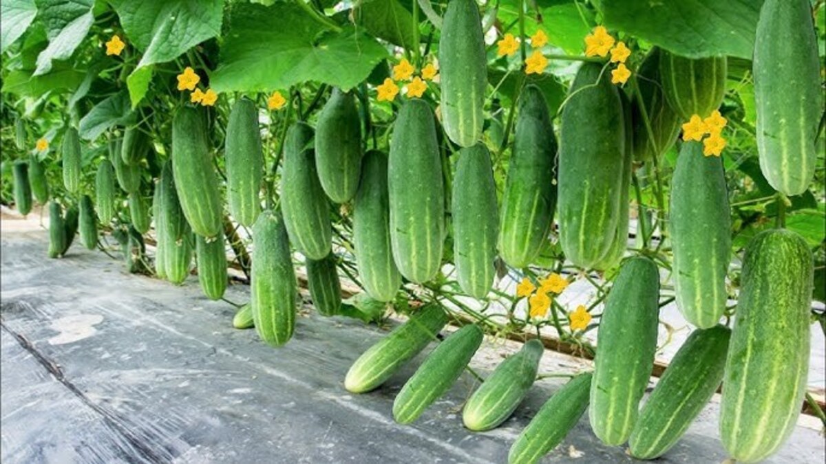 Which vitamin is found most in cucumber