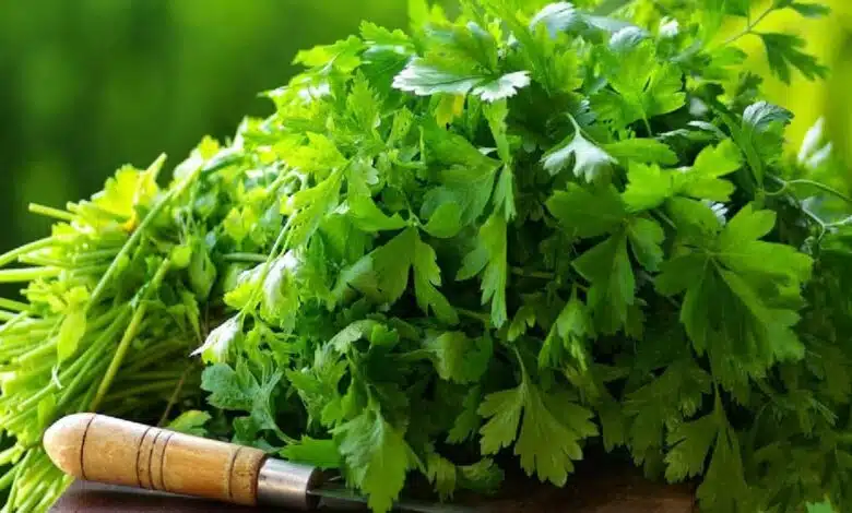 9 Amazing Tasty Recipes with Dhania