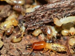 Are there termites everywhere in the house You can get rid of them with these 3 things