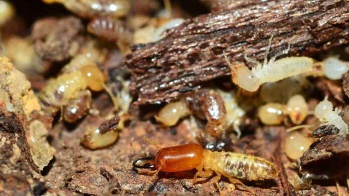 Are there termites everywhere in the house You can get rid of them with these 3 things