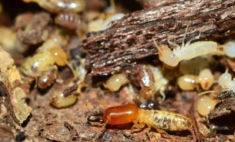 Are there termites everywhere in the house You can get rid of them with these 3 things