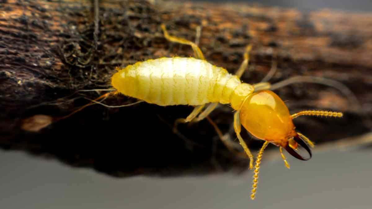 Are there termites everywhere in the house You can get rid of them with these 3 things