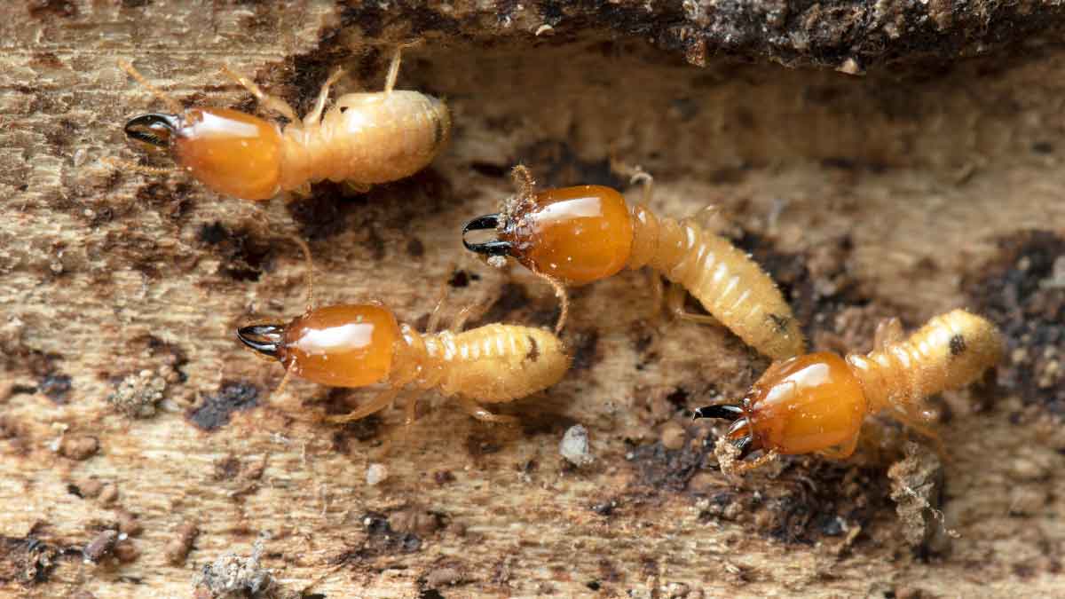 Are there termites everywhere in the house You can get rid of them with these 3 things