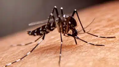 Dengue sting Destruction of lungs!