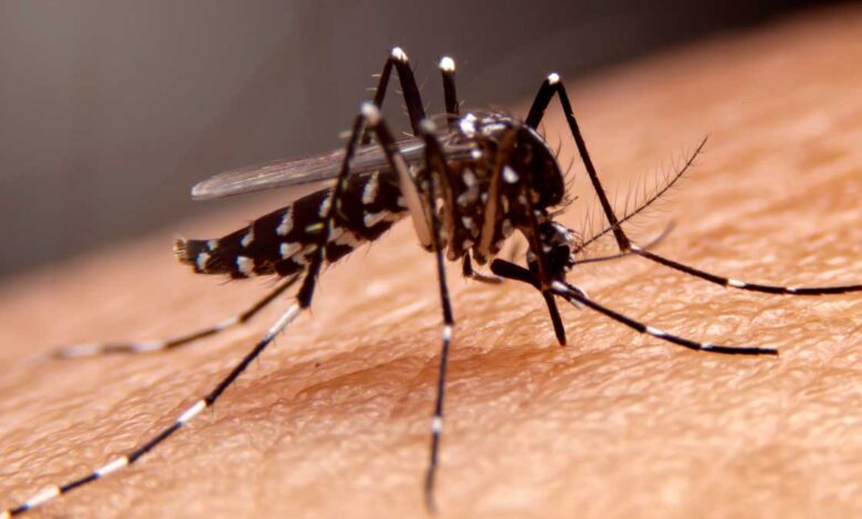 Dengue sting Destruction of lungs!