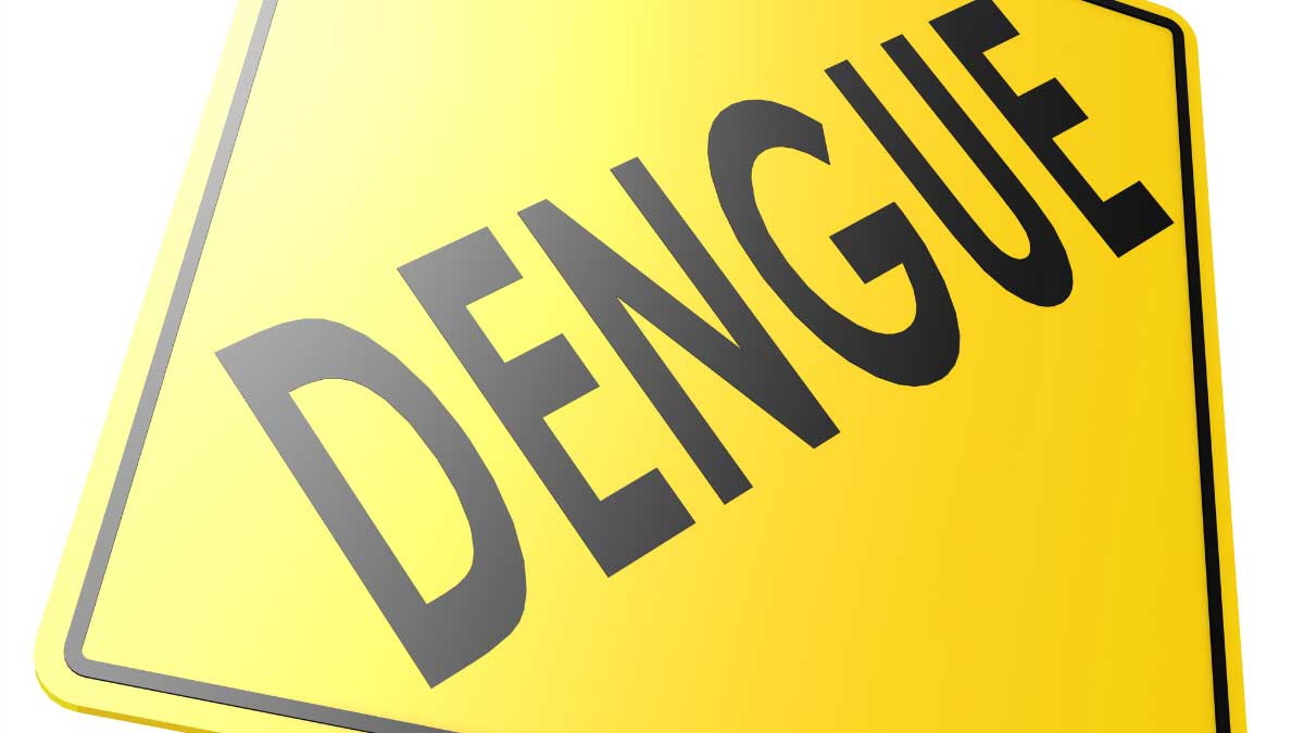 Dengue sting Destruction of lungs!