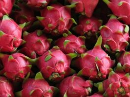 Dragon Fruits are a storehouse of nutrients and medicinal properties