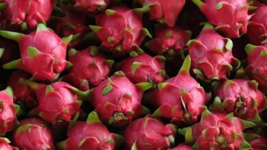 Dragon Fruits are a storehouse of nutrients and medicinal properties