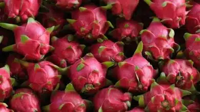 Dragon Fruits are a storehouse of nutrients and medicinal properties
