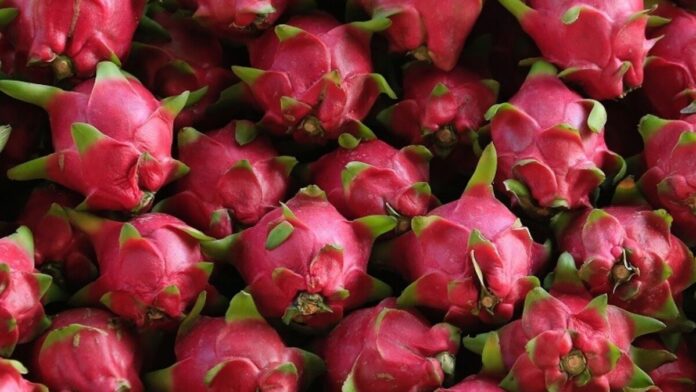 Dragon Fruits are a storehouse of nutrients and medicinal properties