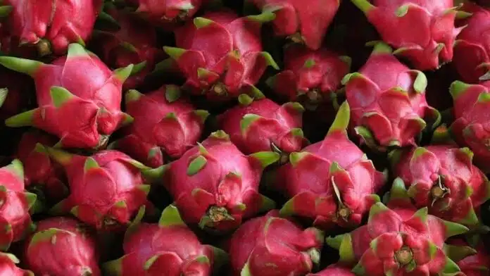 Dragon Fruits are a storehouse of nutrients and medicinal properties