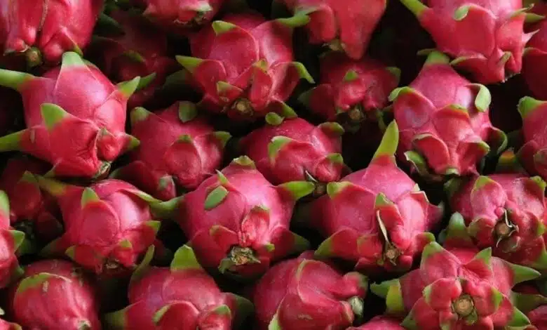 Dragon Fruits are a storehouse of nutrients and medicinal properties