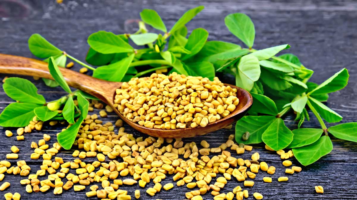 Drink Fenugreek Water every morning on an empty stomach and lose weight!