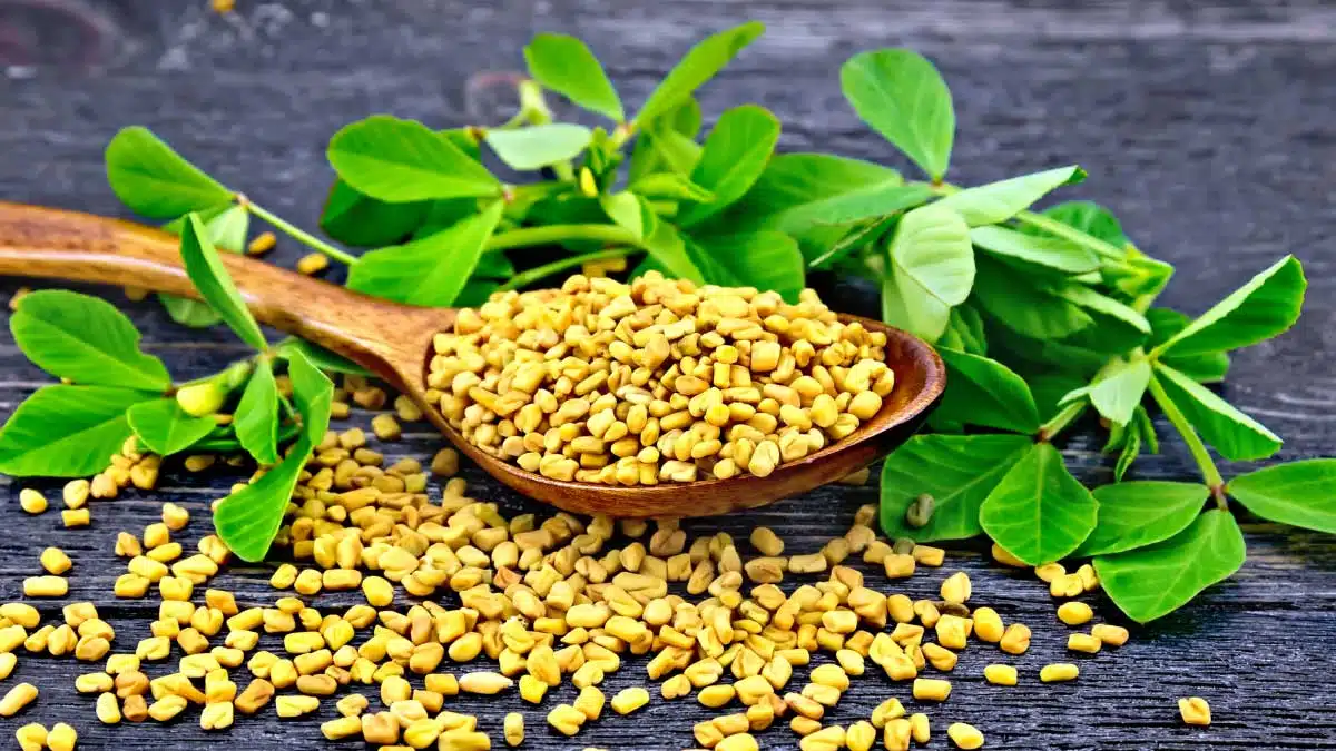 Drink Fenugreek Water every morning on an empty stomach and lose weight!