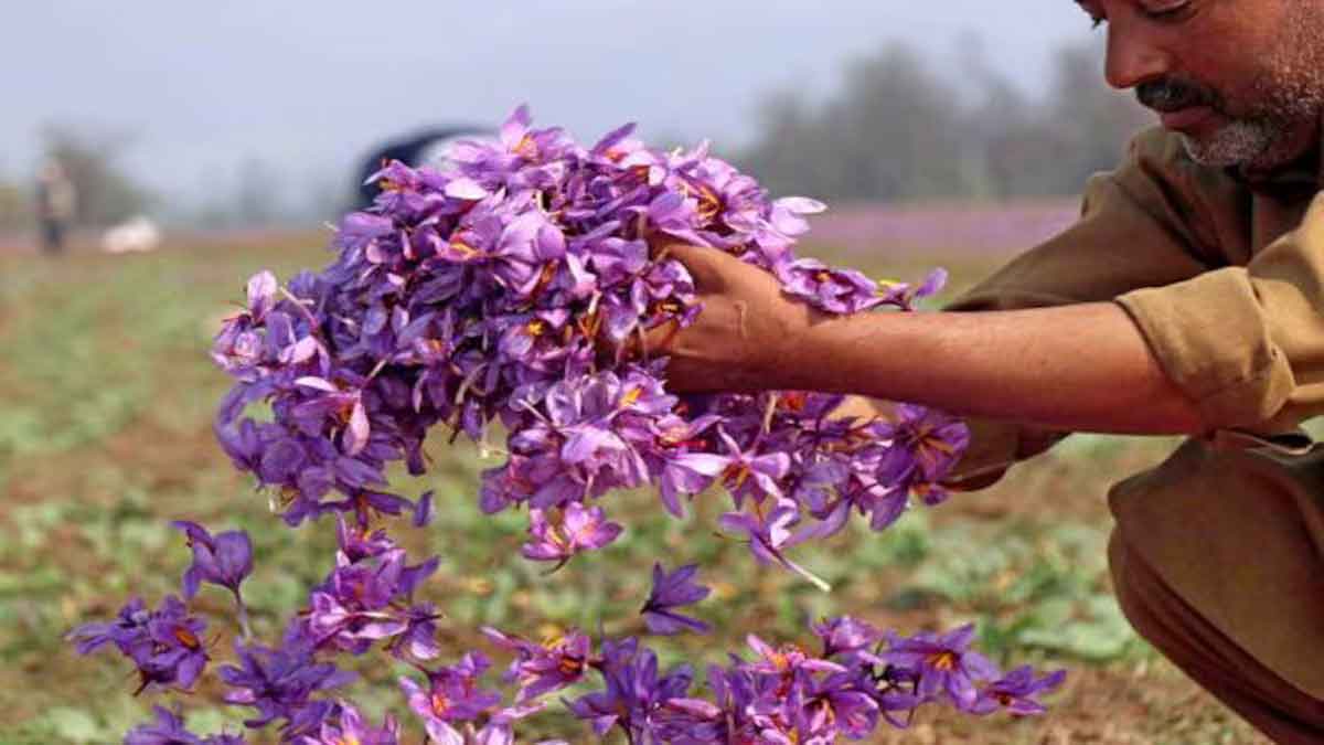 Global warming threatens saffron crop in Jammu-Kashmir