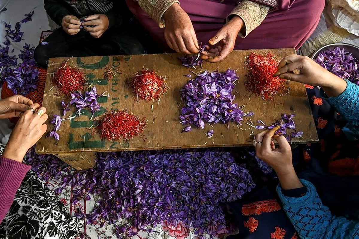 Global warming threatens saffron crop in Jammu-Kashmir