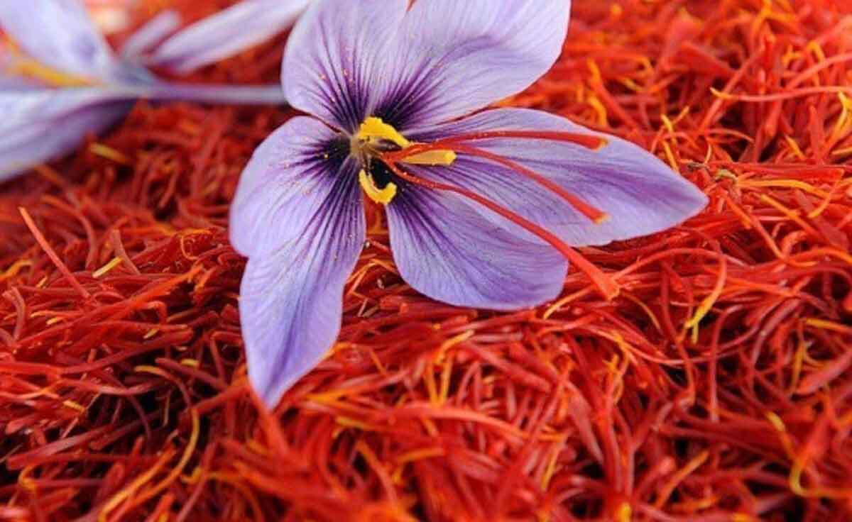 Global warming threatens saffron crop in Jammu-Kashmir