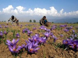 Global warming threatens saffron crop in Jammu-Kashmir