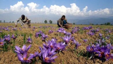 Global warming threatens saffron crop in Jammu-Kashmir