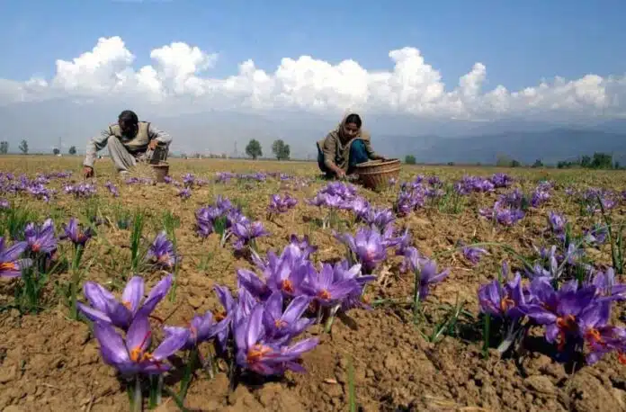 Global warming threatens saffron crop in Jammu-Kashmir