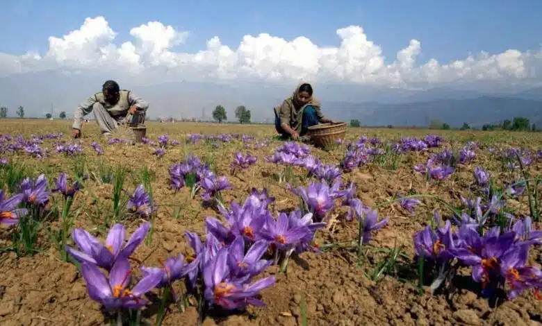 Global warming threatens saffron crop in Jammu-Kashmir