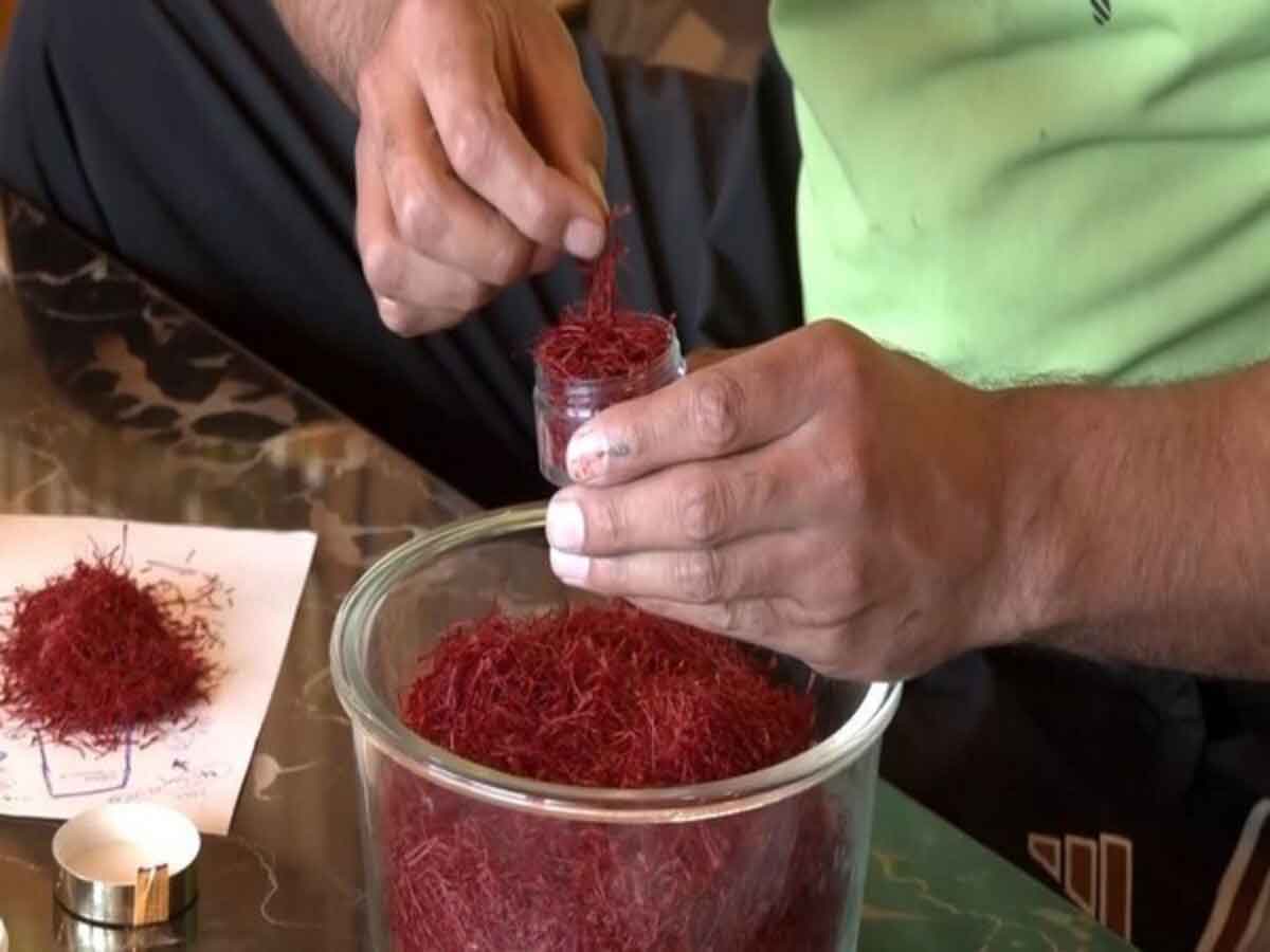 Global warming threatens saffron crop in Jammu-Kashmir