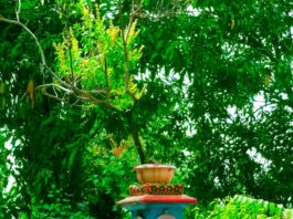 If you have Tulsi in your house, then remember these 5 special things!