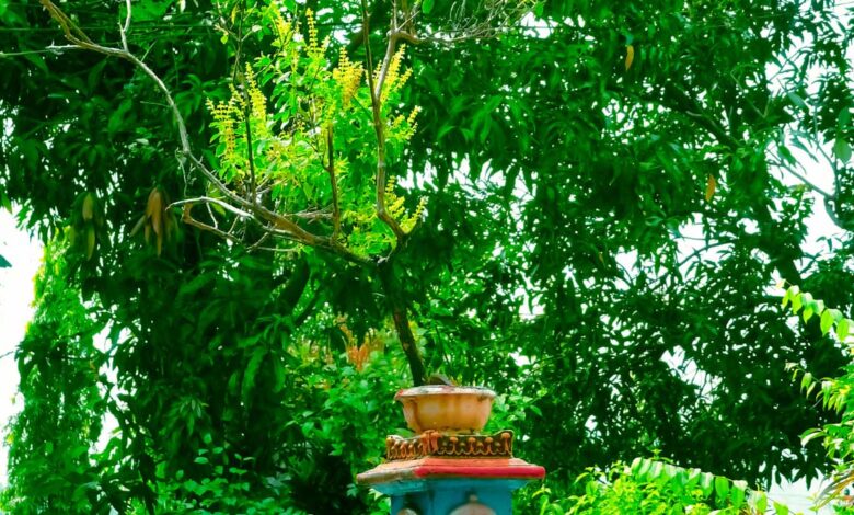 If you have Tulsi in your house, then remember these 5 special things!