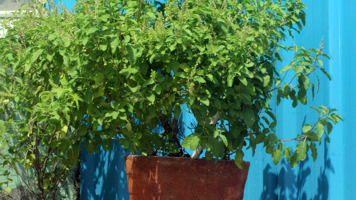 If you have Tulsi in your house, then remember these 5 special things!