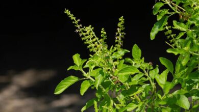 Increase your immunity with Tulsi, its 4 beneficial factors