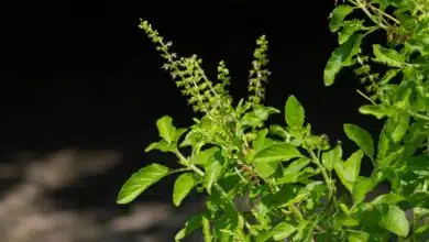 Increase your immunity with Tulsi, its 4 beneficial factors