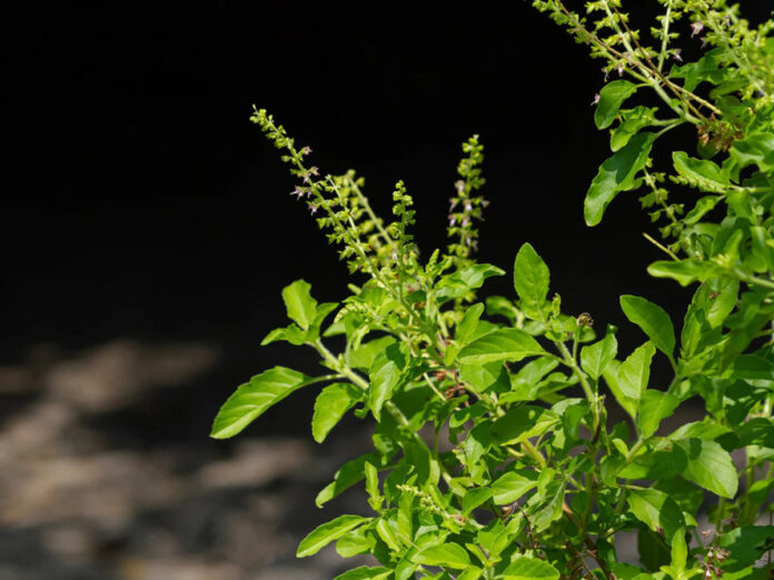 Increase your immunity with Tulsi, its 4 beneficial factors