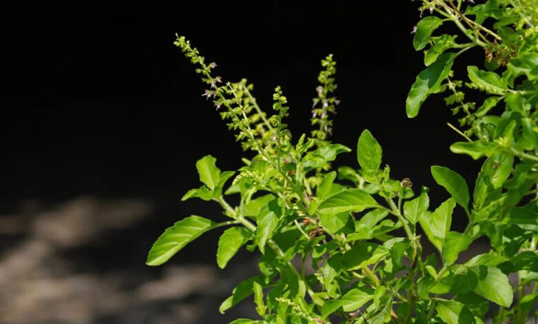 Increase your immunity with Tulsi, its 4 beneficial factors