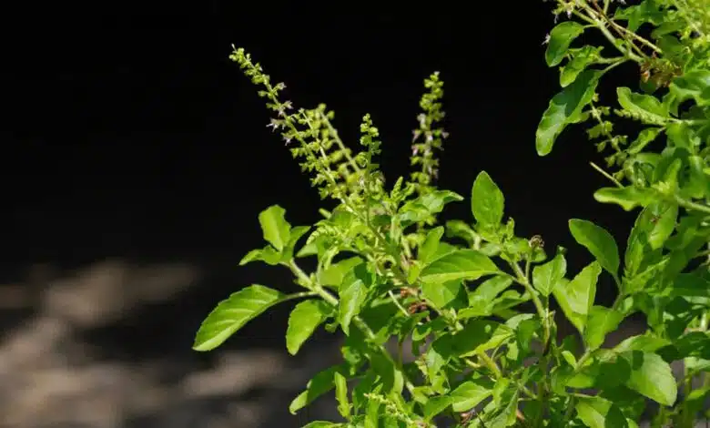 Increase your immunity with Tulsi, its 4 beneficial factors