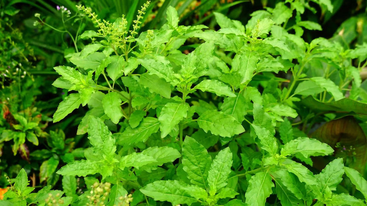 Increase your immunity with Tulsi, its 4 beneficial factors