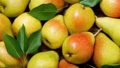 Pears are beneficial for stomach health 5 reasons to include pears in your daily diet