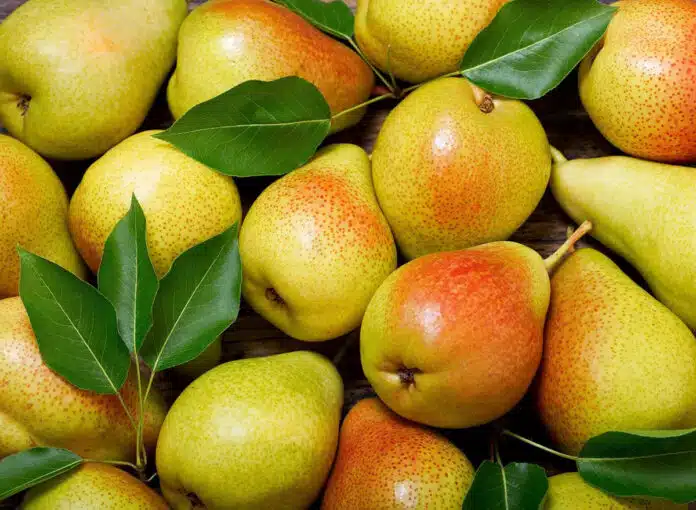 Pears are beneficial for stomach health 5 reasons to include pears in your daily diet