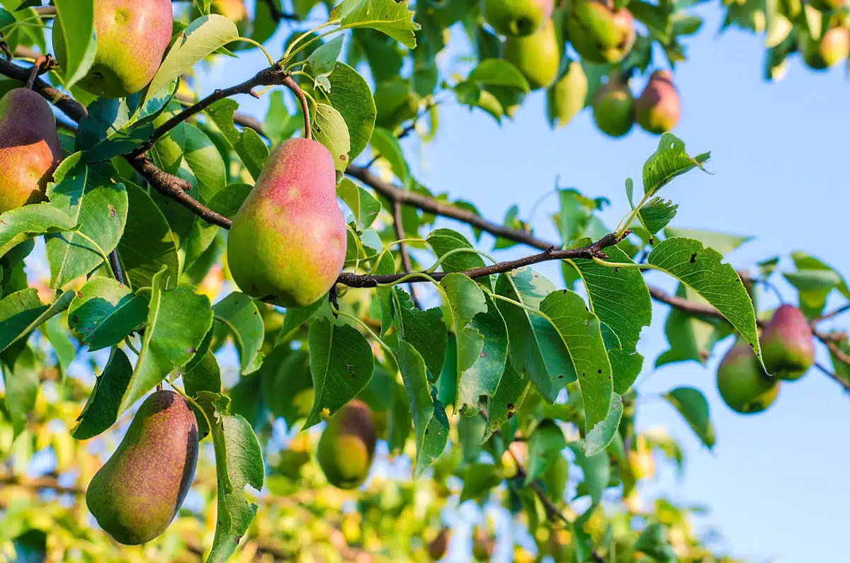 Pears are beneficial for stomach health 5 reasons to include pears in your daily diet