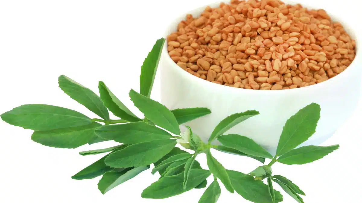 Stop Hair Fall in 2 weeks: Benefits of fenugreek-curry oil